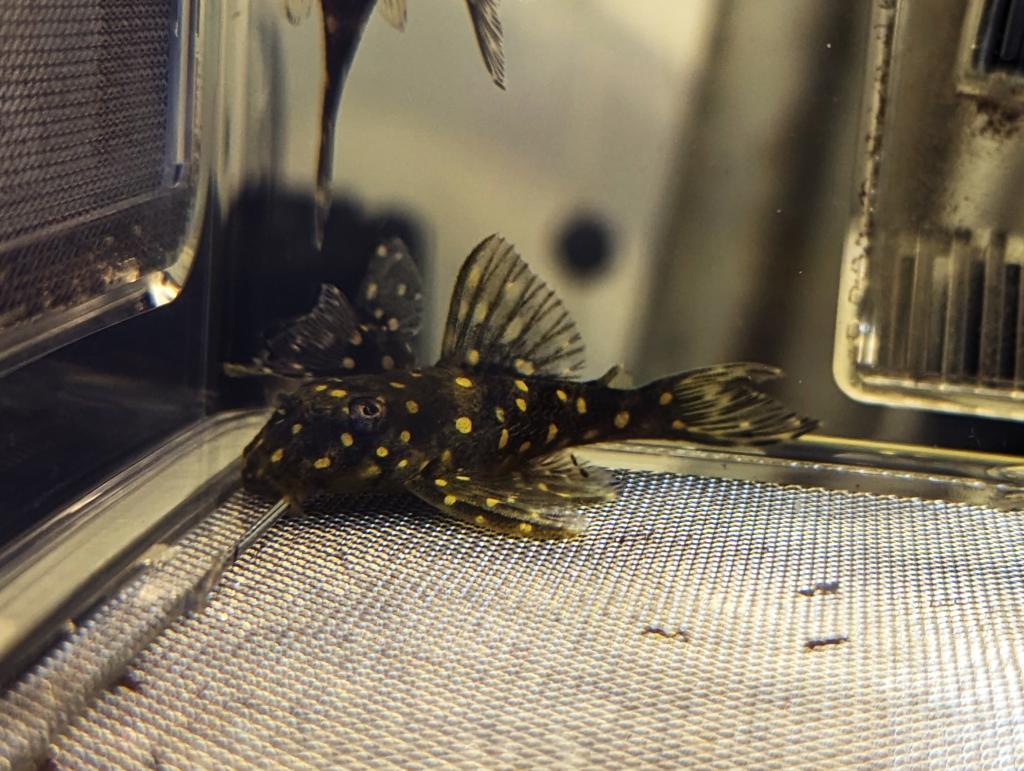 Buy L-Number Plecos online in Australia | Point Pleco Aquariums